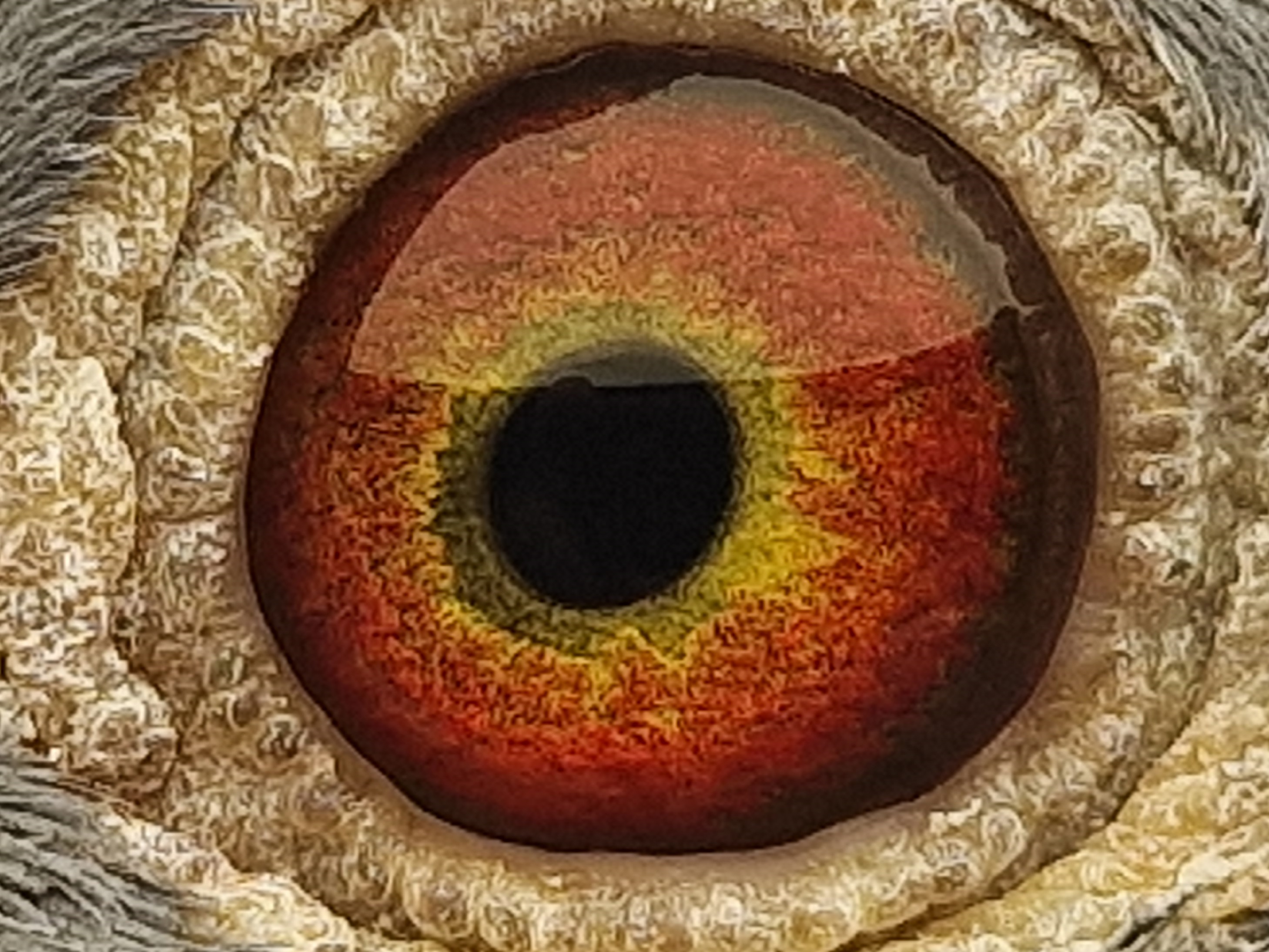 Pigeon eye
